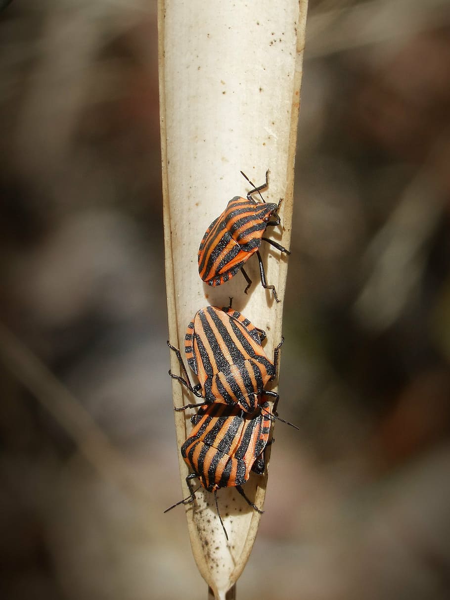 beetles, oranges, bugs, leaf, macro, threesome, insect, nature HD wallpaper