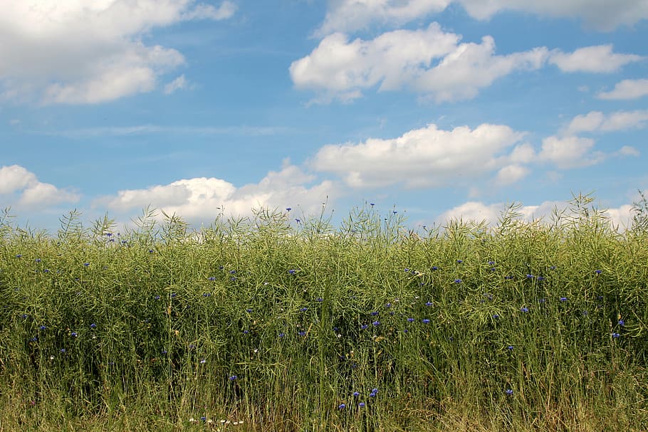 clouds, cumulus clouds, blue, steel blue, sunny, beautiful HD wallpaper