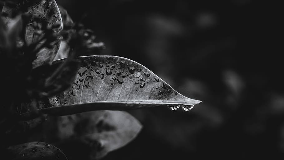 grayscale and bokeh photography of leaves, gray leaf with water drops HD wallpaper
