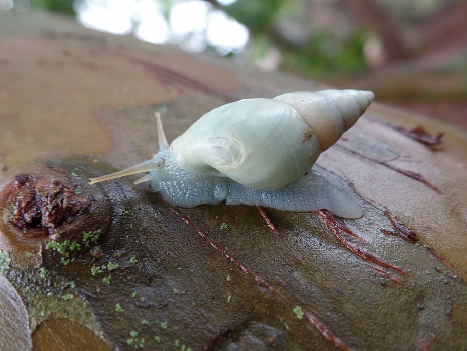 slug, tree, animal, macro, garden, natural, fauna, tropical HD wallpaper