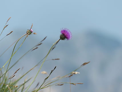 macro photography of purple petaled flower, alpine thistle HD wallpaper