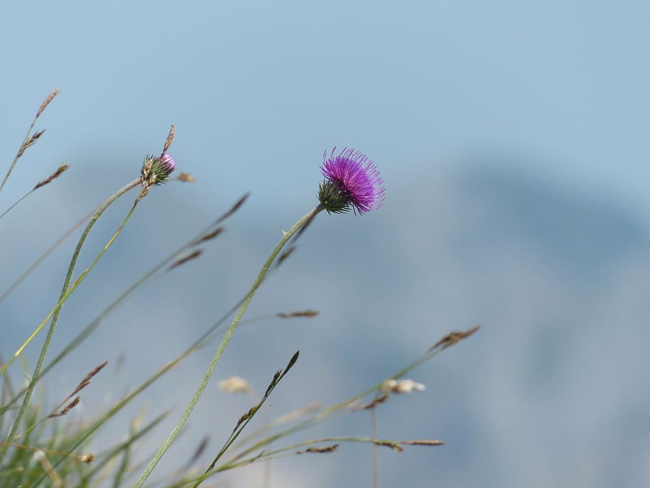 macro photography of purple petaled flower, alpine thistle HD wallpaper