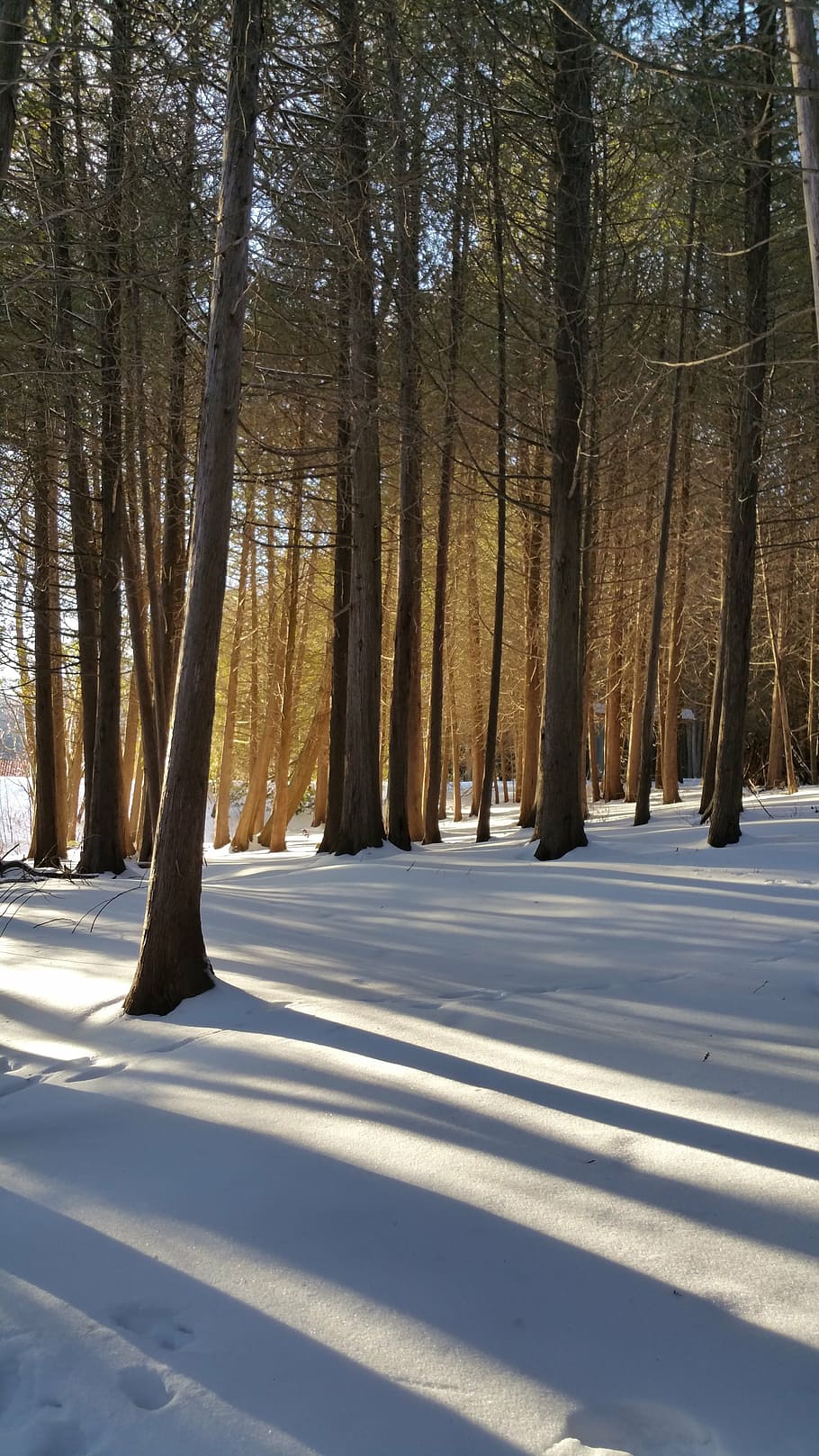 winter, snow, sun, cold, tree, plant, cold temperature, land HD wallpaper
