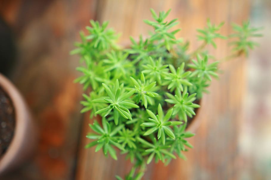 close-up, macro, plant, pot, green color, growth, nature, day HD wallpaper