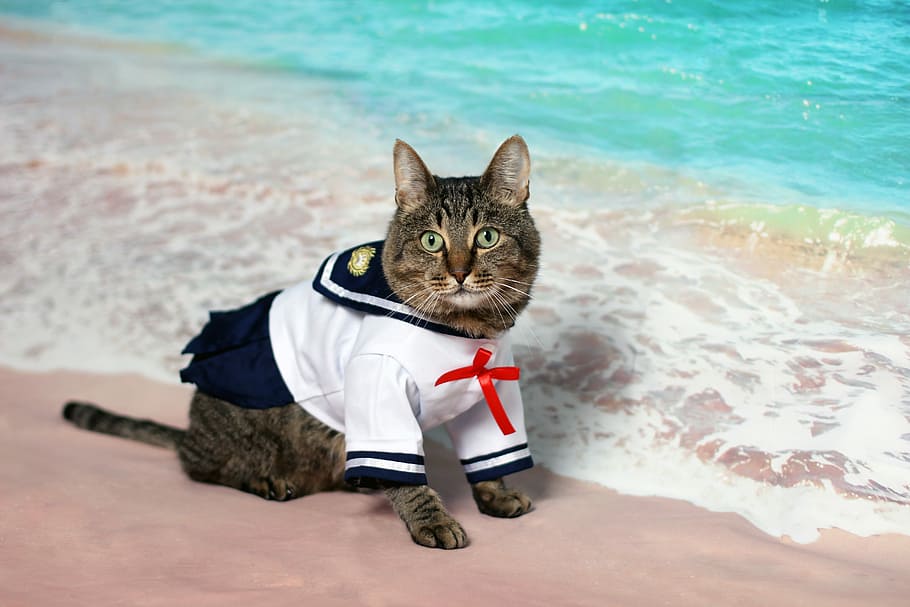 short-fur cat wearing white and blue suit standing on beach during daytime