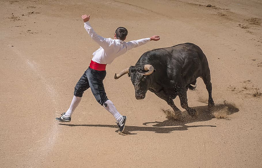 photo of matador dodging charging bull bull, trimmers, torero