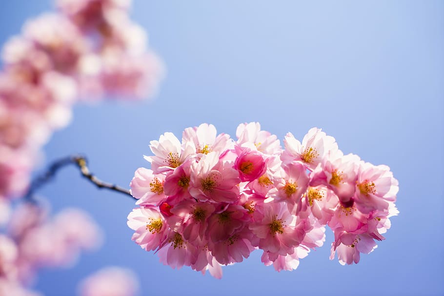 pink flowers, pink petaled flower closeup photography, sky, macro HD wallpaper