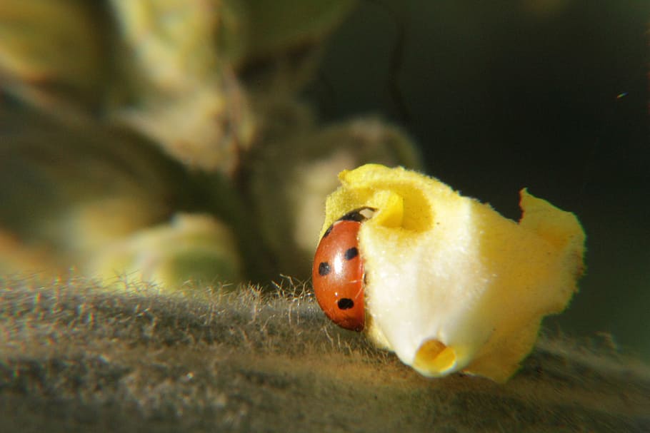 ladybug, lucky charm, aphids, scale insects, insect photo, nature conservation HD wallpaper