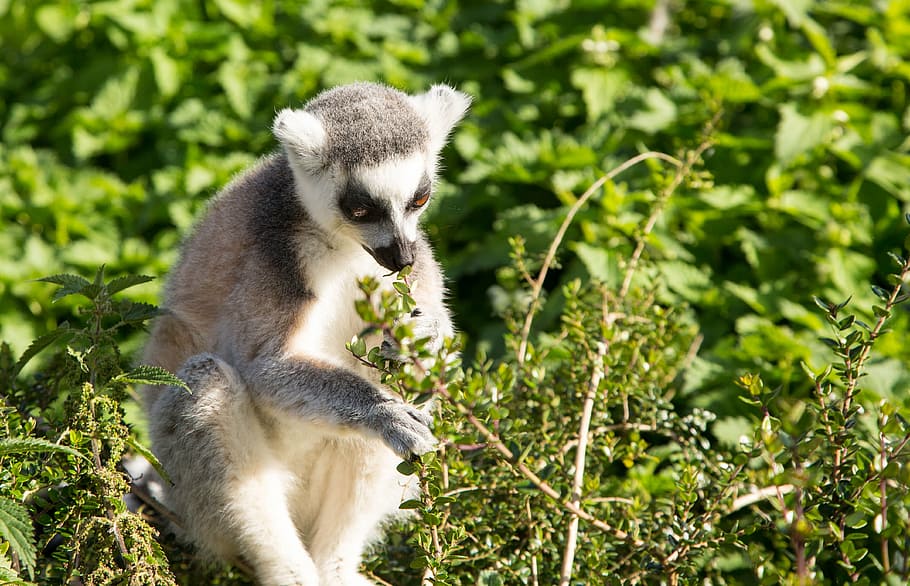 lemur, ring tailed, primate, wildlife, animal, nature, mammal HD wallpaper