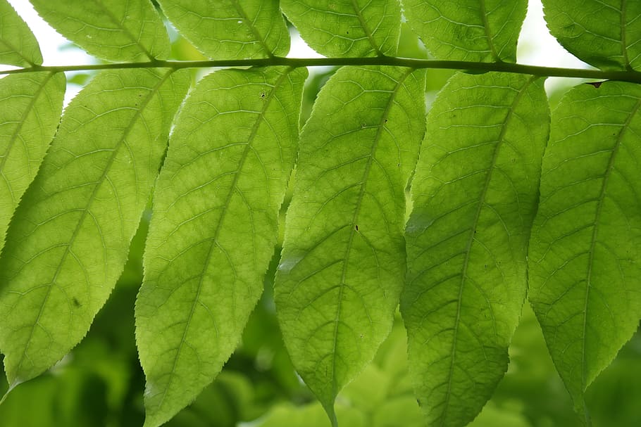 leaf, green, leaf fronds, back light, leaf ribs, pterocarya fraxinifolia HD wallpaper