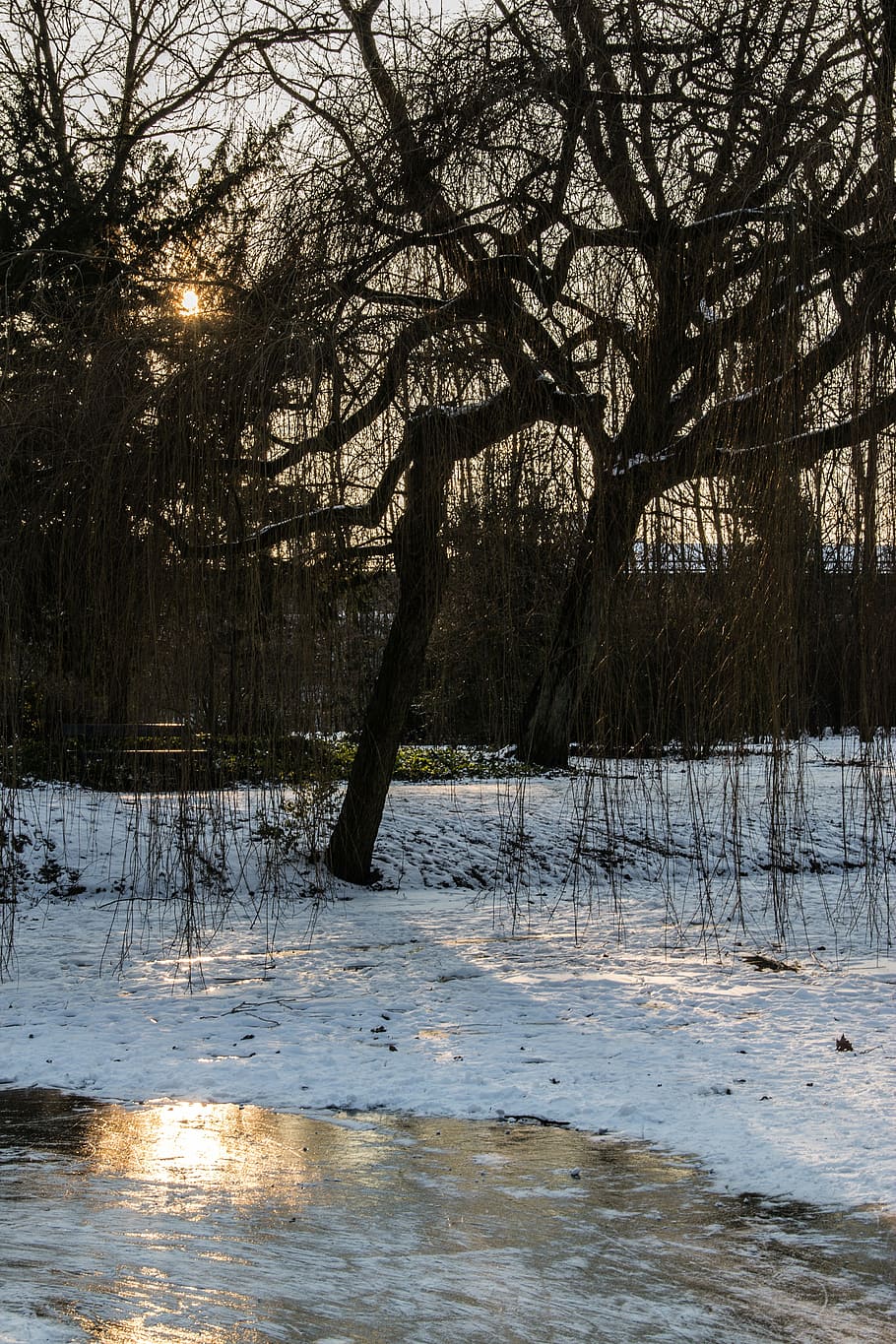 snow, ice, tree, winter, cold, snowy, water, plant, bare tree HD wallpaper