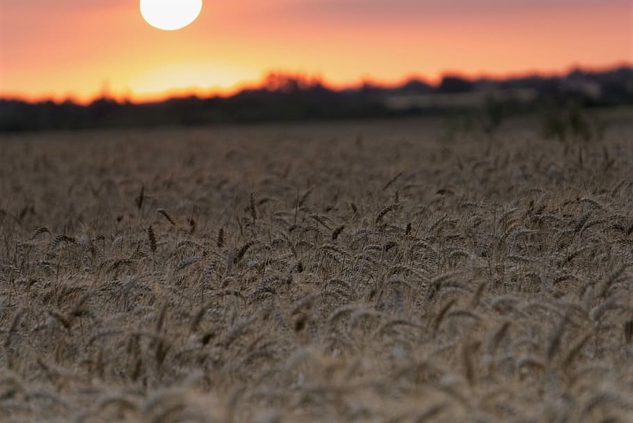 Sunset, Fields, Wheat, Twilight, Sky, summer, landscape, nature HD wallpaper