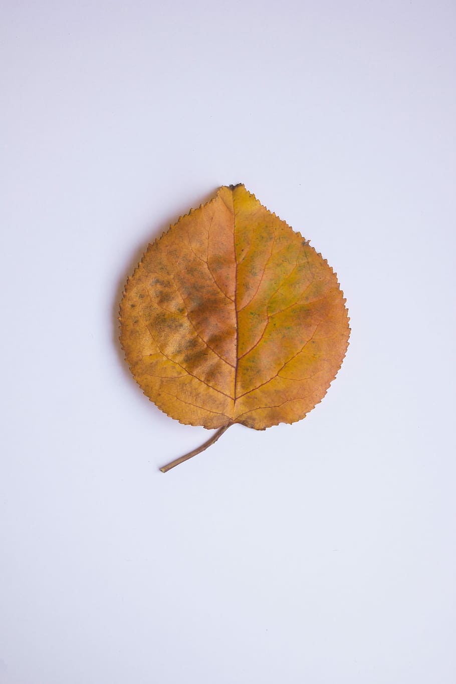 Leaf, Autumn, Colors, Orange, change, single object, close-up HD wallpaper