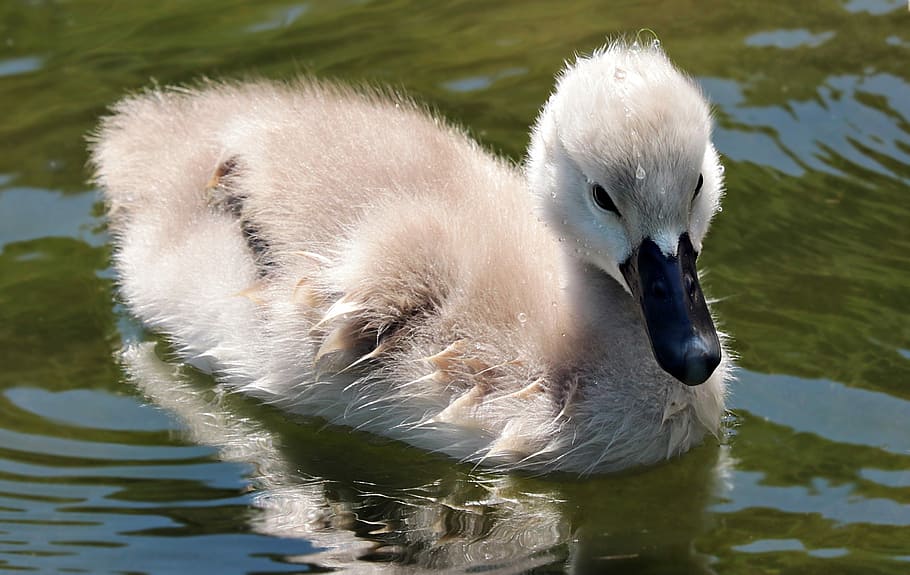 gray duckling swimming during daytime photo, swan, swan baby, HD wallpaper
