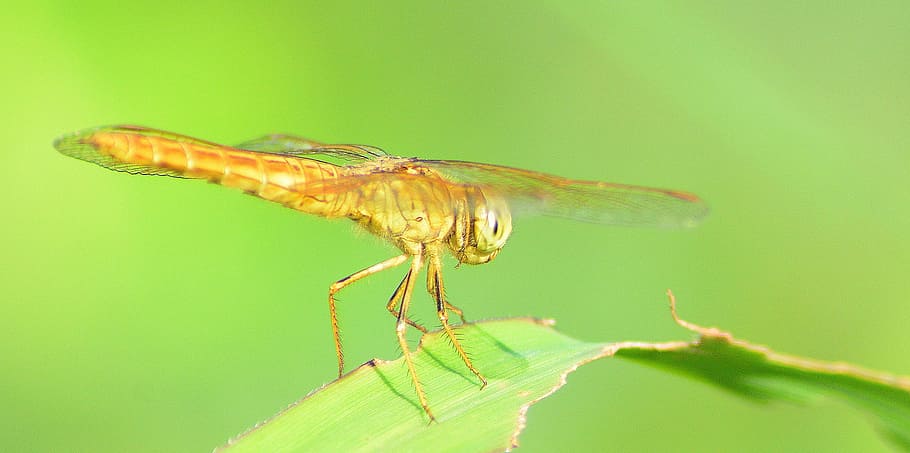 fauna, dragonfly, macro, wing, wildlife, insect, creature, green HD wallpaper