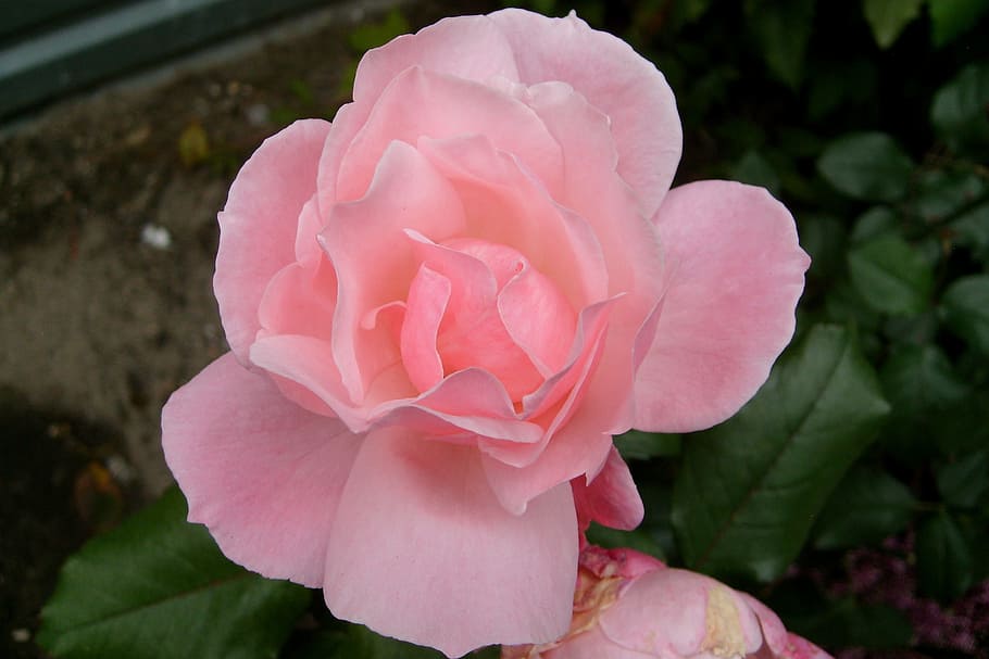 rose, pink, flower, flowering plant, pink color, beauty in nature HD wallpaper