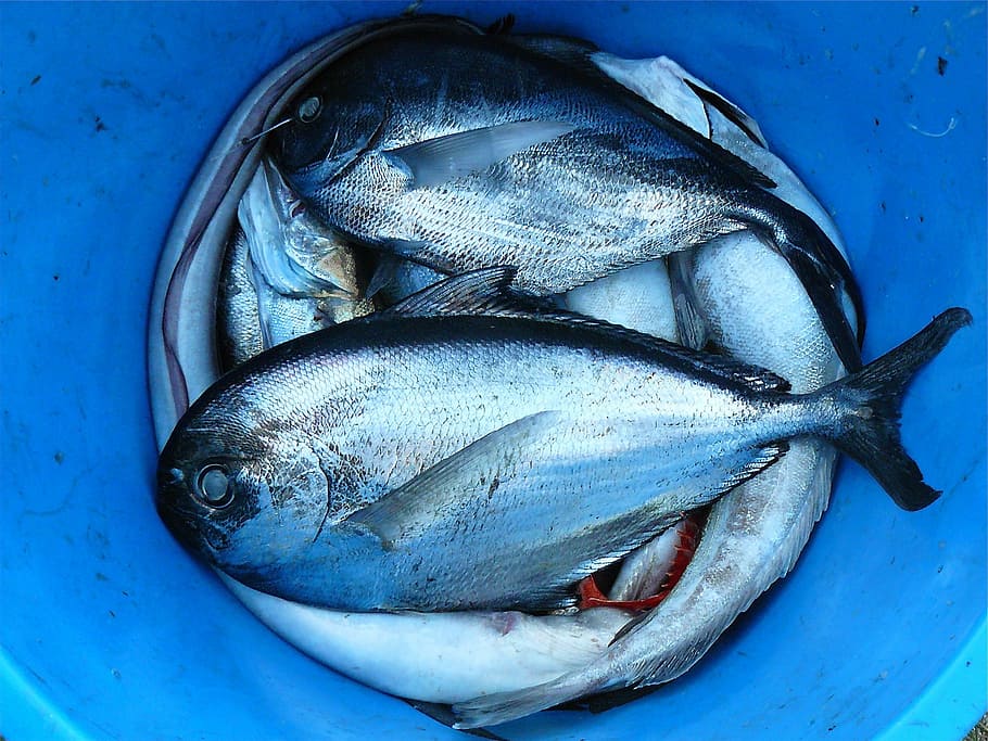 photo of gray scale fish on blue bucket, seafood, silver, contrast HD wallpaper