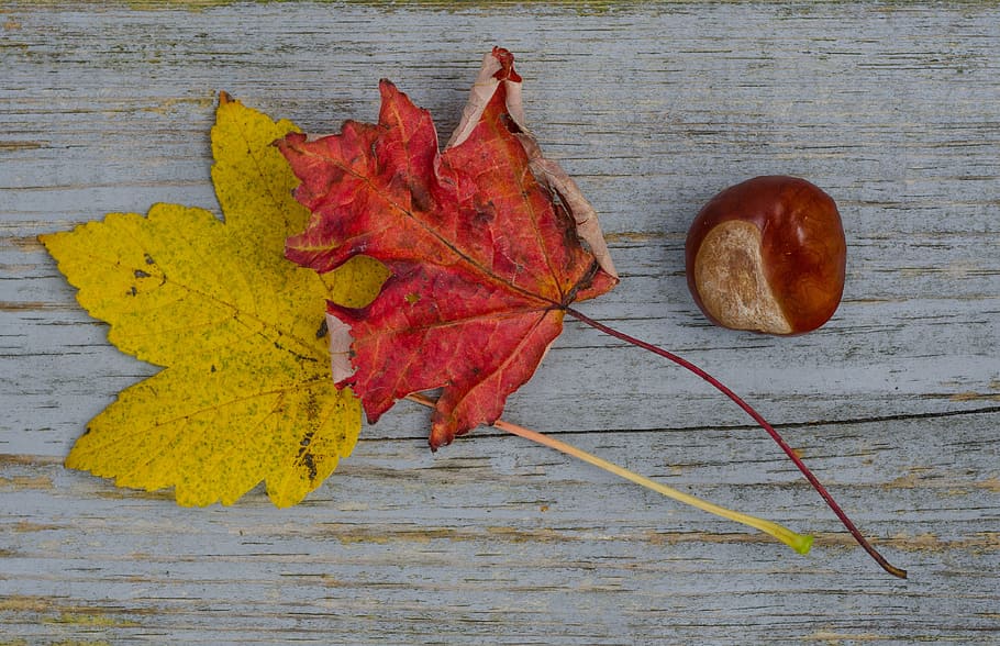 fall, leafs, chestnut, red, yellow, maple, autumn, fall leaves HD wallpaper