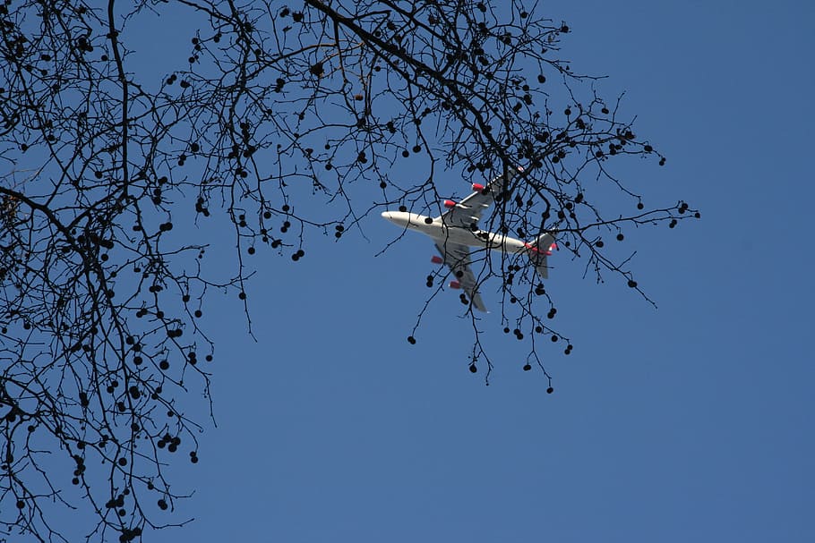 Tree, Plane, Blue, Air, Vehicle, winter, snow, branch, nature HD wallpaper