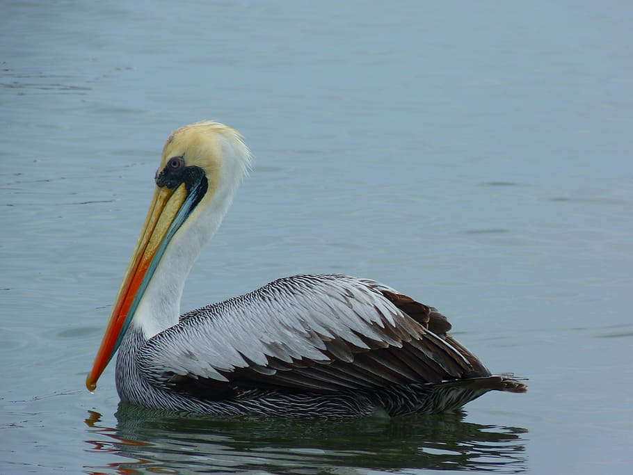 pelikan, water, bird, fish, animal, nature, animals in the wild
