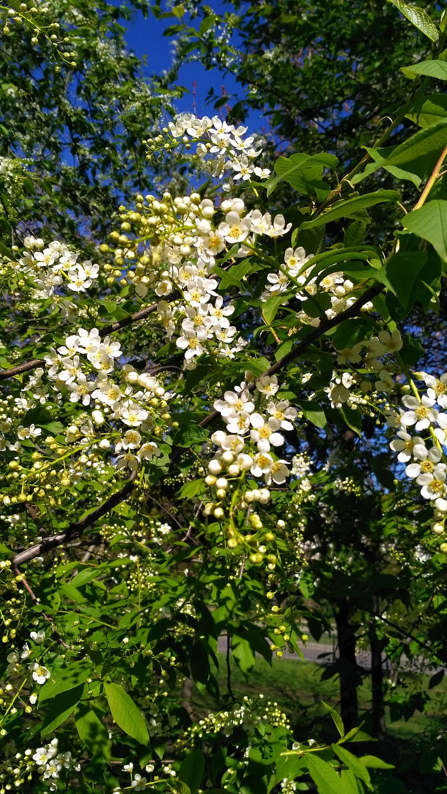 bird cherry, may, flowers, spring, bloom, greens, white flowers HD wallpaper