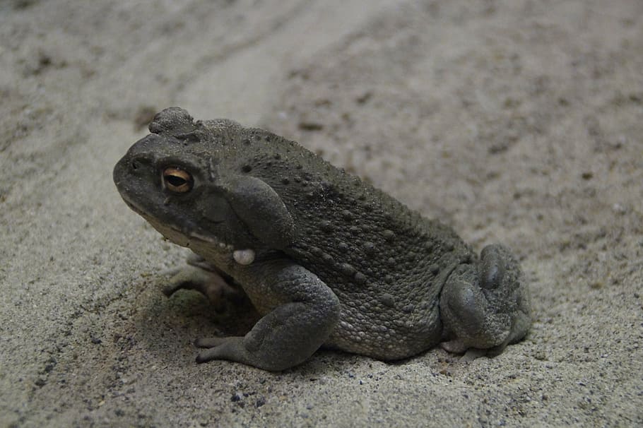 toad, common toad, animal, warts, thick, frog, amphibian, creature HD wallpaper