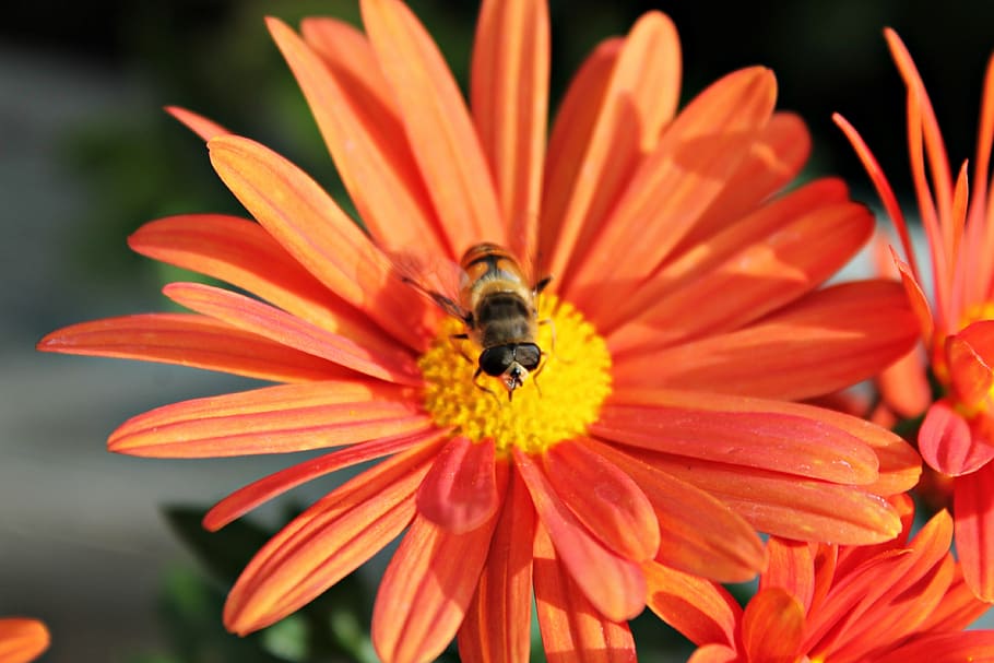 flower, bee, insects, nature, pollen, pollination, flowering HD wallpaper