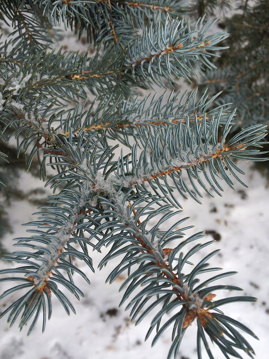 pine needles, spruce, tree, winter, branch, fir, evergreen HD wallpaper