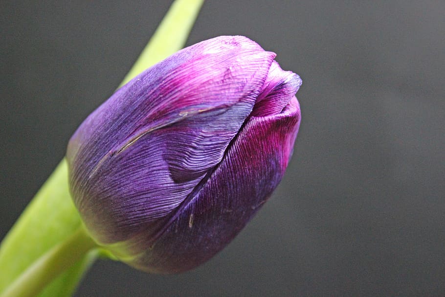 tulip, spring, flower, flowers, springtime flowers, early bloomer HD wallpaper
