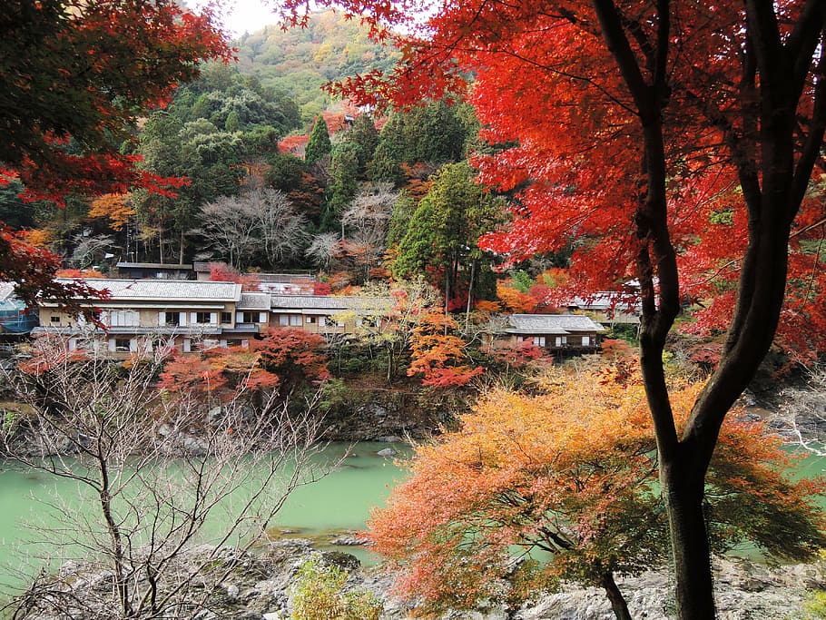 lanshan, sagano, maple leaf, river, autumn, tree, plant, change HD wallpaper