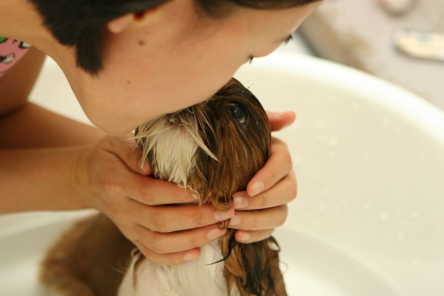 woman kissing white and brown shih tzu puppy, dog, bath, water