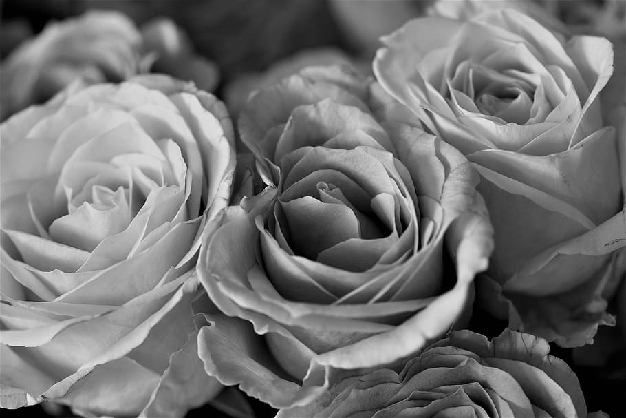 HD wallpaper: greyscale photo of roses, flowers, black and white ...