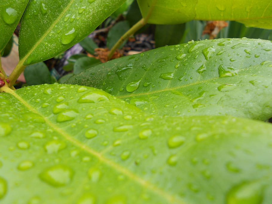 green, plant, dewdrop, leaf, green leaf, leaves, nature, fern HD wallpaper