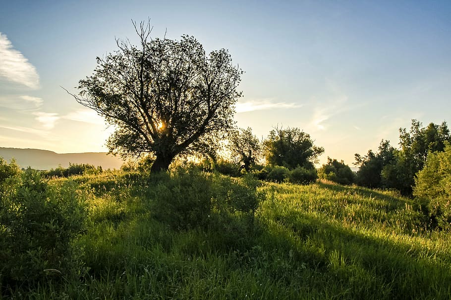 landscape, tree, nature, sun, sunset, outdoors, summer, rural Scene HD wallpaper
