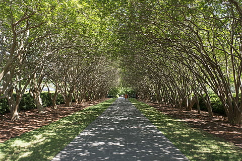 Tree, Sidewalk, Canopy, Walkway, tree lined, path, pedestrian HD wallpaper