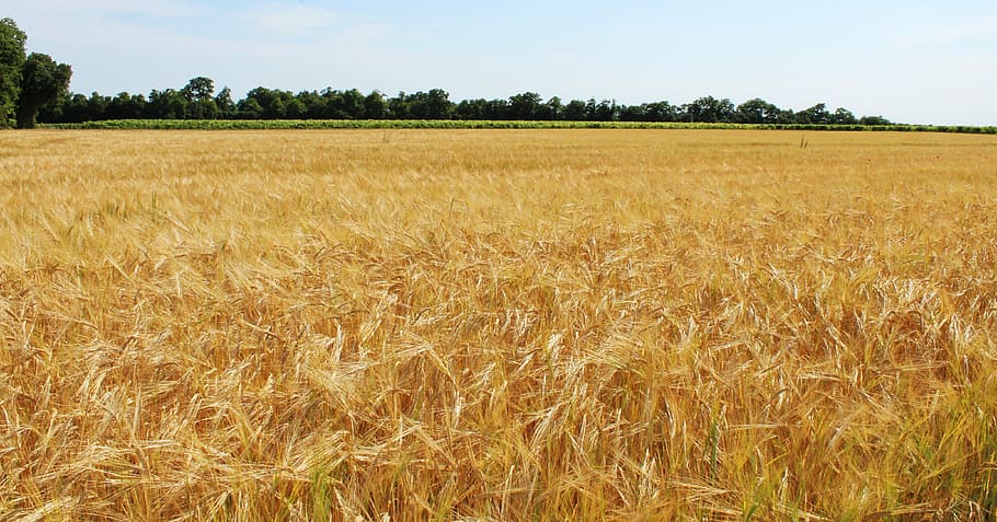 fields, wheat, wheat fields, cereals, epi, agriculture, cultures, HD wallpaper