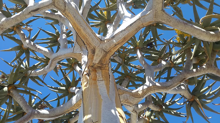 quiver, tree, bark, desert, namibia, kokerboom, travel, outdoors HD wallpaper