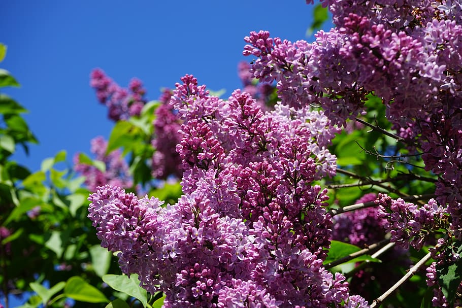 lilac, blossom, bloom, spring, sky, blue, purple, nature, decoration HD wallpaper