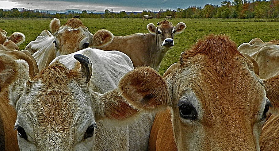 cows, bovine, cattle, animal, nature, mammal, livestock, farm HD wallpaper