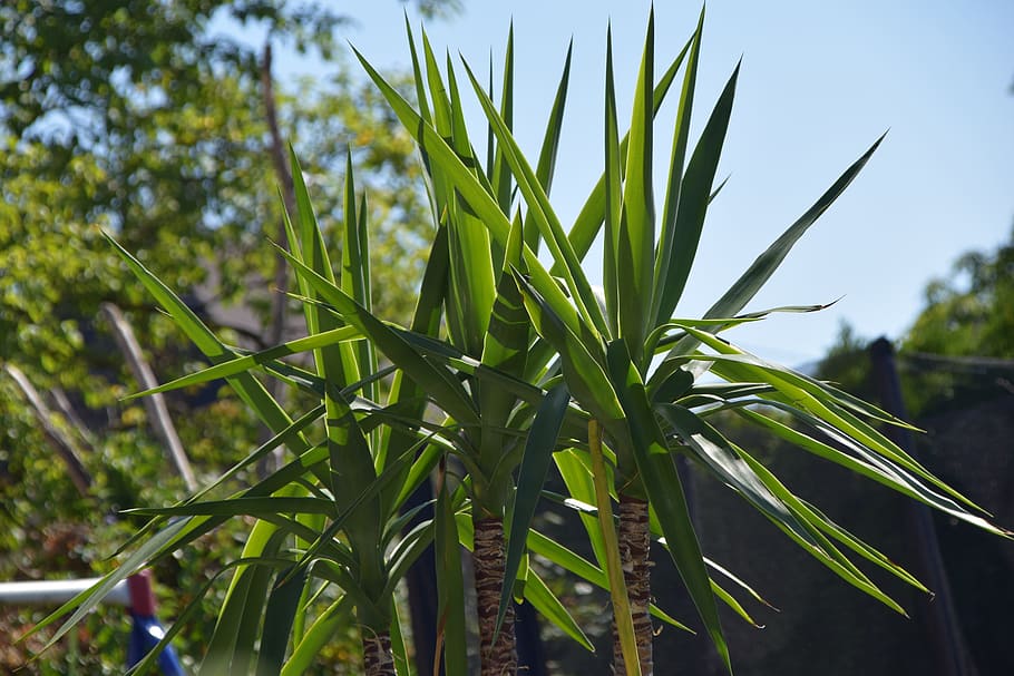 palm, garden, plant, growth, green color, nature, focus on foreground HD wallpaper