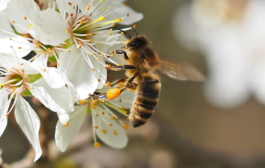 bee on white flower, insect, plant, nature, animal themes, animal wildlife HD wallpaper