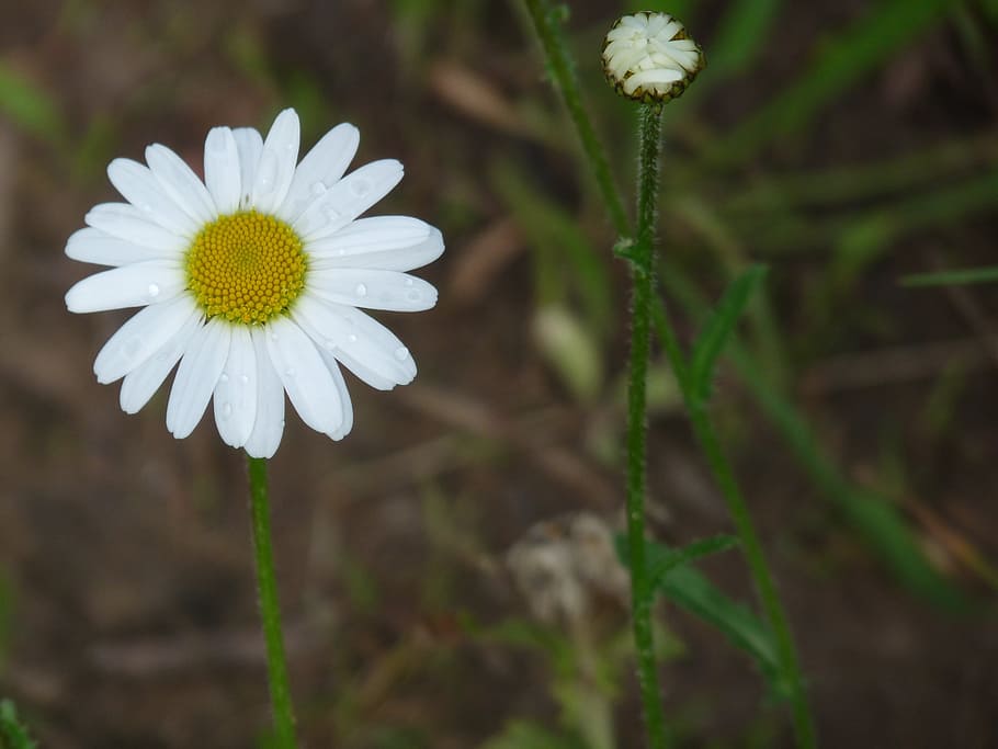daisy, white, tender, blossom, bloom, flower, flowering plant HD wallpaper