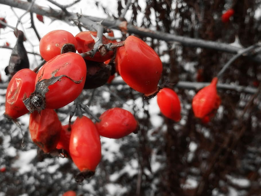 Rose Hip, Winter, Cold, Red, Bush, nature, wild rose, frost HD wallpaper