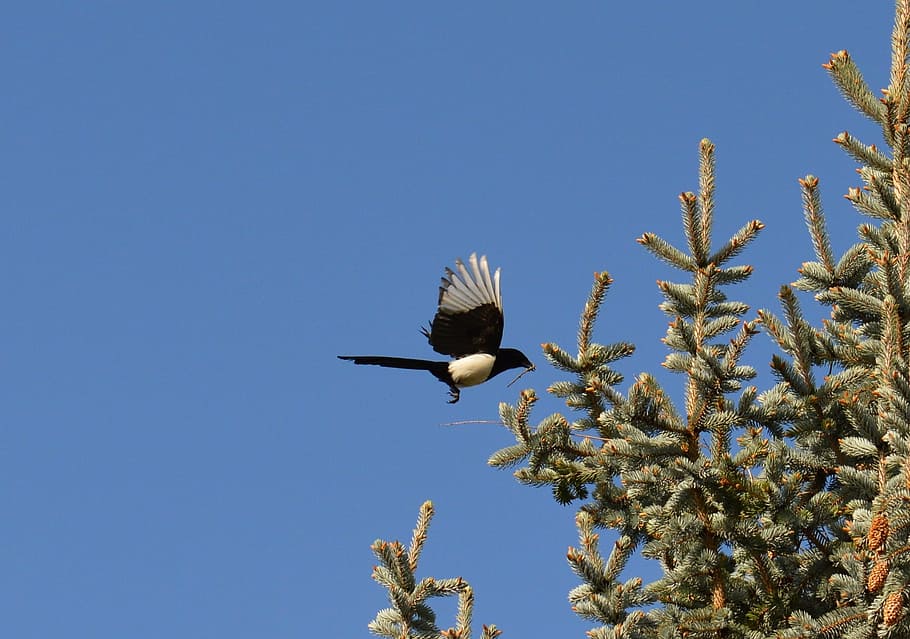 elster, flight, feather, bird, raven bird, blue sky, animal HD wallpaper