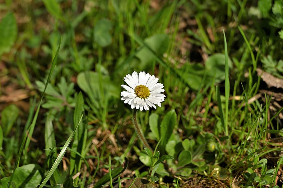 white daisy flower at daytime, spring, nature, flowering plant HD wallpaper