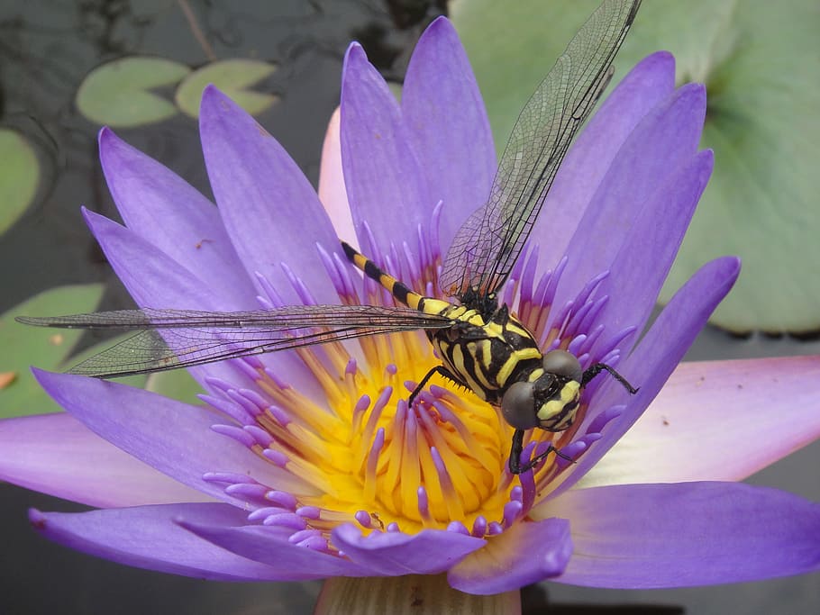 Water Lily, Bug, Dragonfly, Purple, insects, close up, macro, HD wallpaper