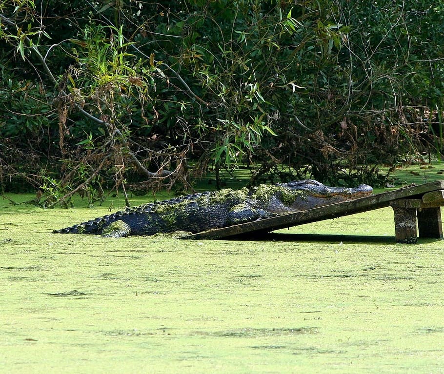 Alligator, Swamp, 2 Meters, 4 2 meters, sleeping, sunning, reptile, HD wallpaper