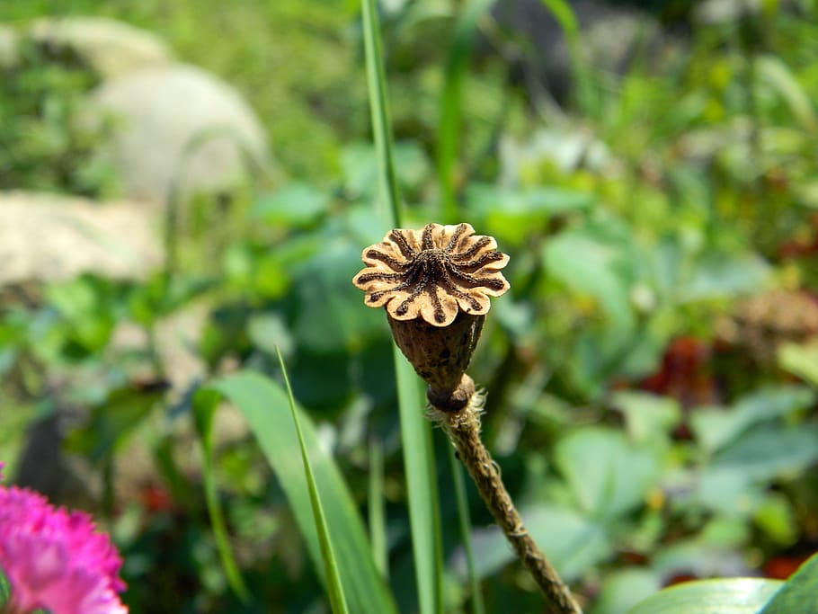 mack, box, seed capsule, seeds, dry, plant, flower seeds, poppy seeds HD wallpaper
