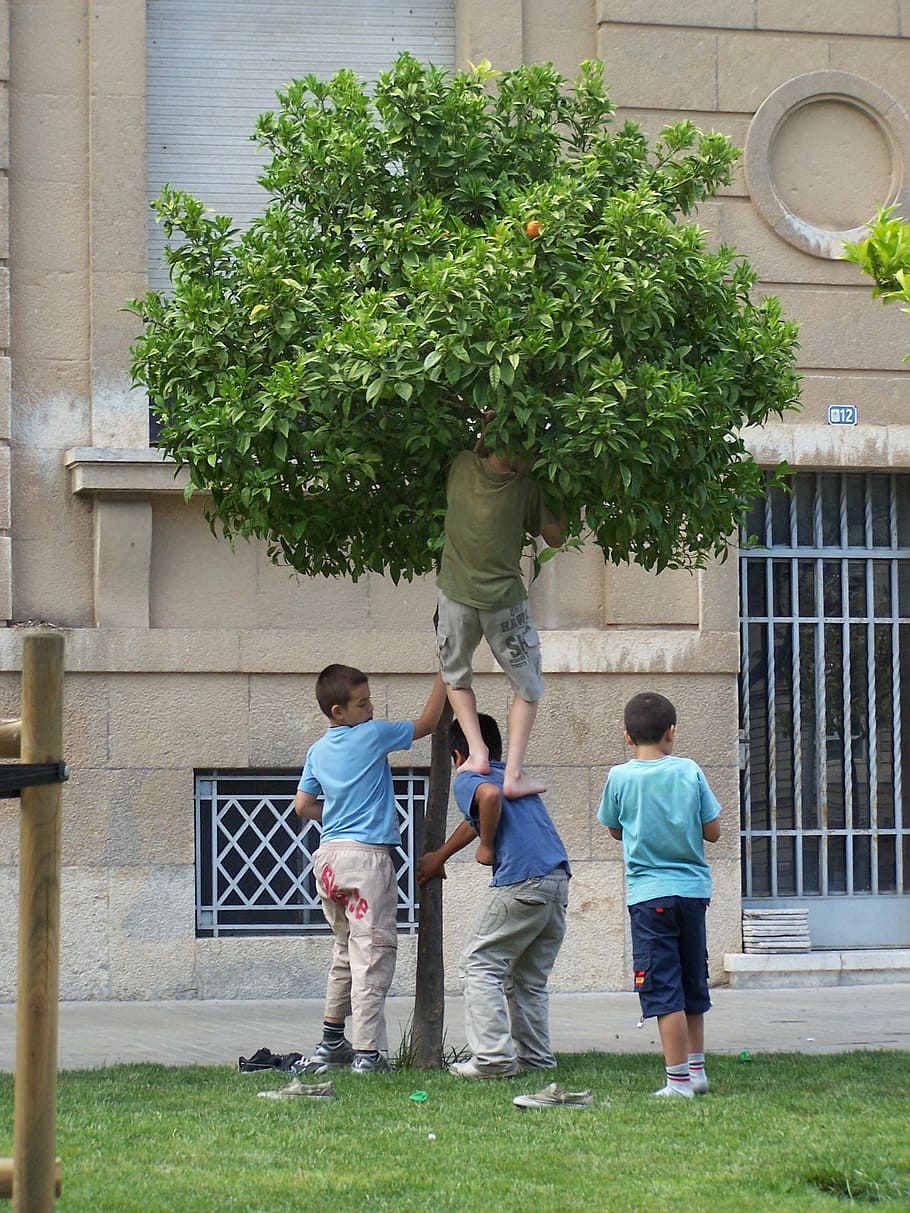 boys, cooperation, tree, plant, full length, men, child, rear view HD wallpaper