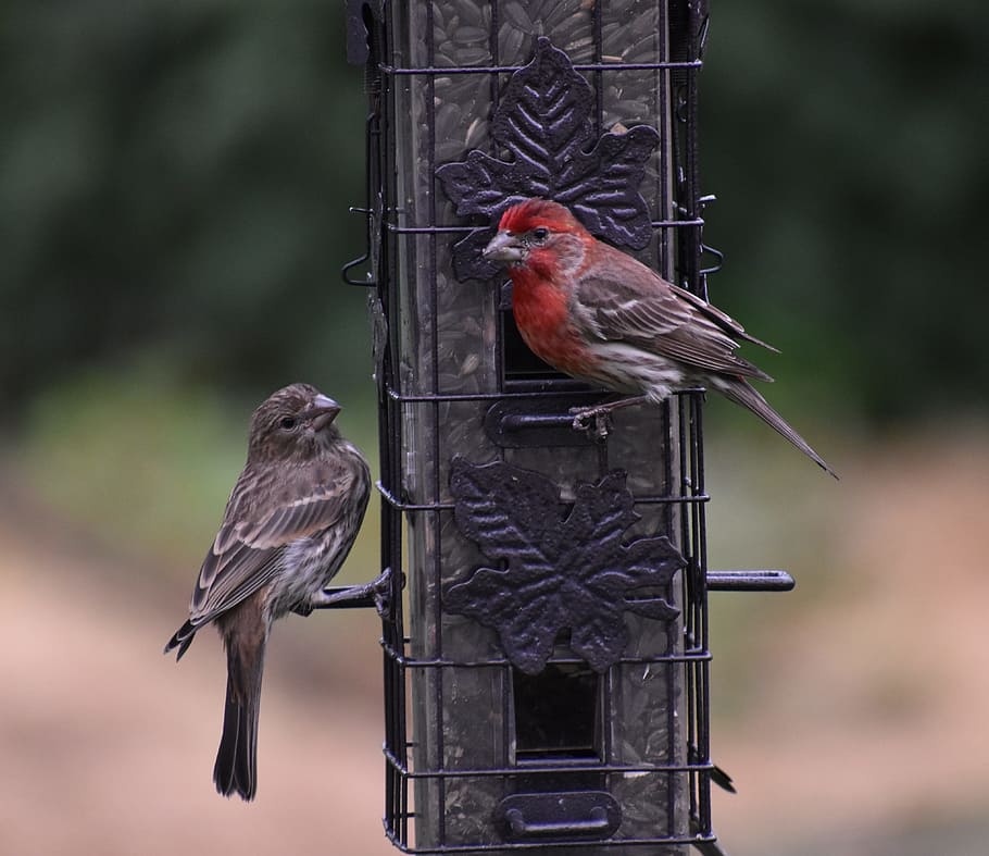 Sparrows, Bird Feeder, birds, perching, animal themes, animal wildlife HD wallpaper